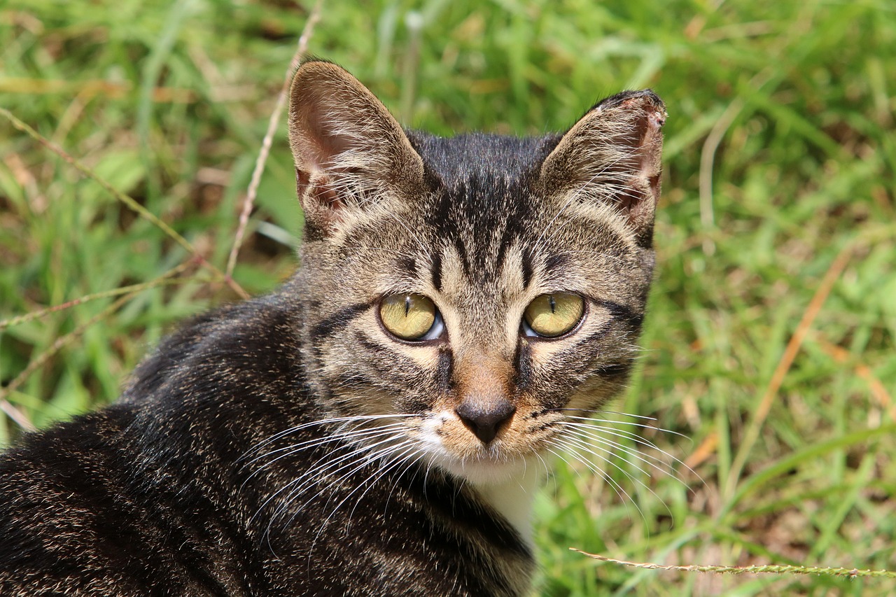 과천 길고양이 tnr 신청