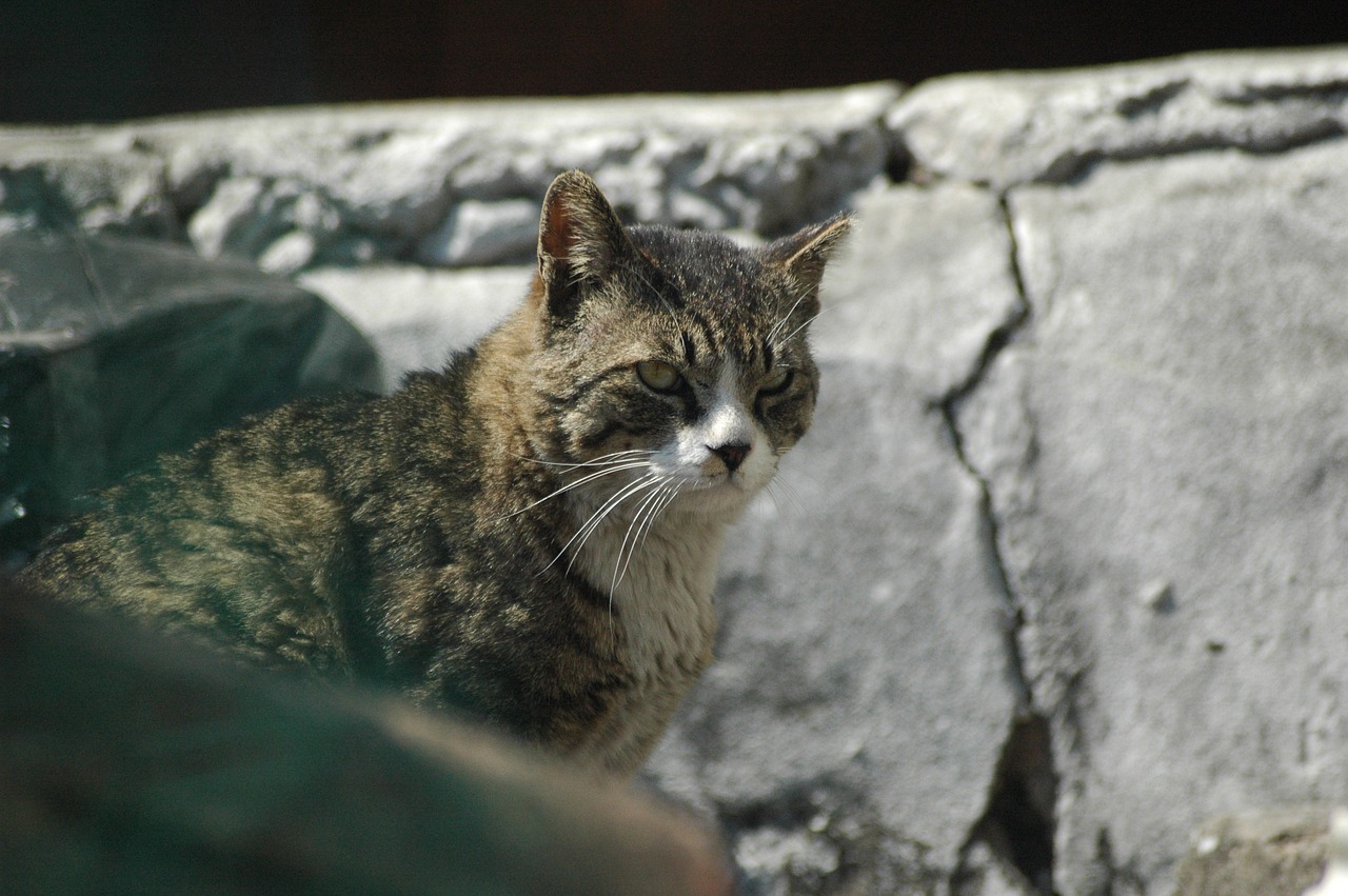 과천 길고양이 tnr 신청